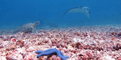 komodo diving