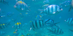 Gili Island Tour - Coral Fishes