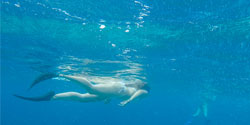 Gili Island Tour - Snorkeling