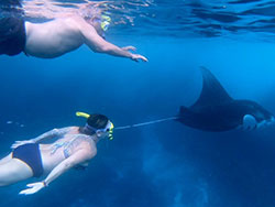 Manta Bay Snorkeling - Snorkeling Nusa Penida