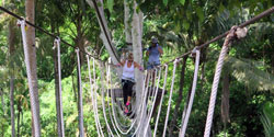 alam treetop bali