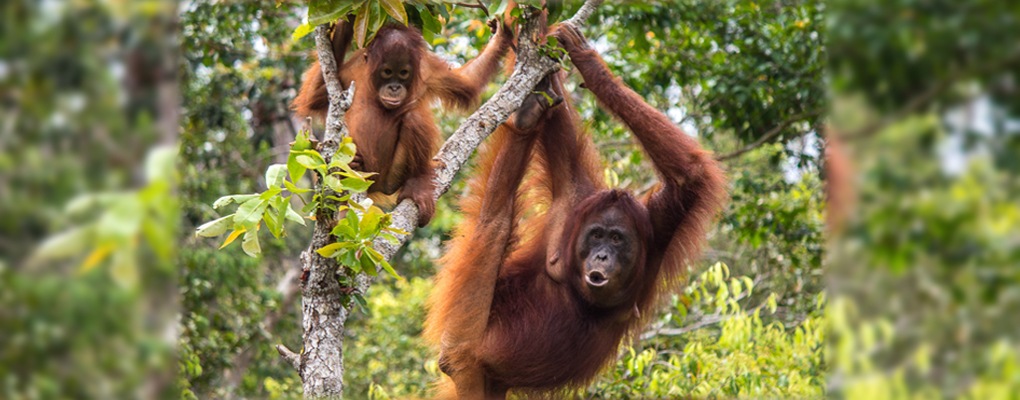 Borneo Tour - Title