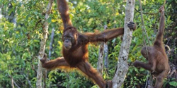 Borneo Tour - Orang Utan