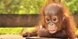 Borneo Tour - Baby Orang Utan