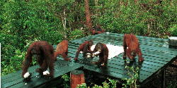 Borneo Tour - Feeding  Orang Utan