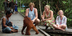 Borneo Tour - Interaction with Orang Utan