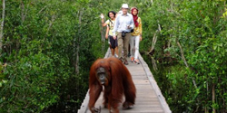 Borneo Tour - Meet with Orang Utan 