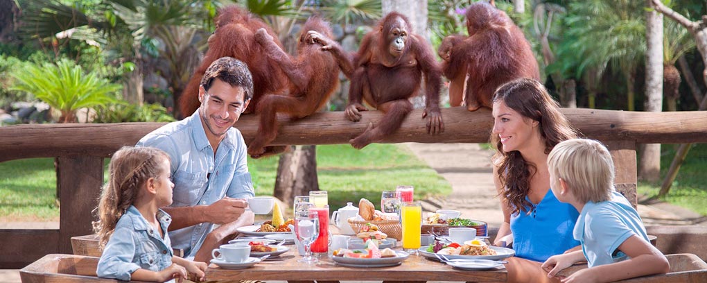 breakfast with orangutan