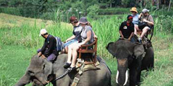 Bali Elephant Ride - Rice Paddy