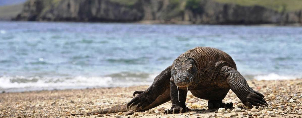 komodo tour