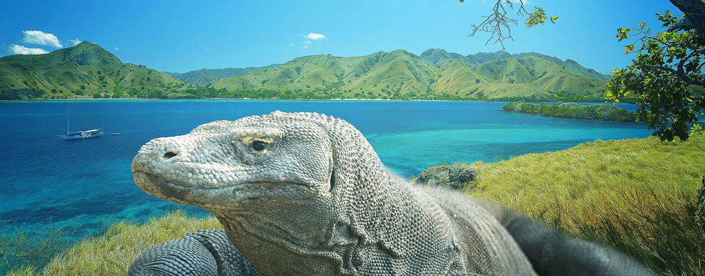 komodo tour