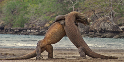 komodo tour - embrace komodo