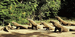 komodo tour - togetherness 