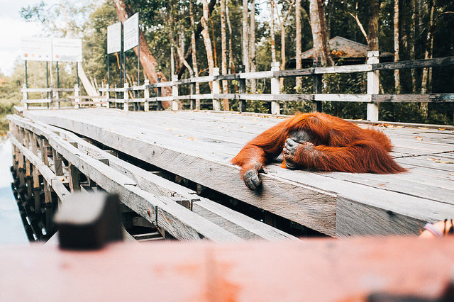 borneo orangutan