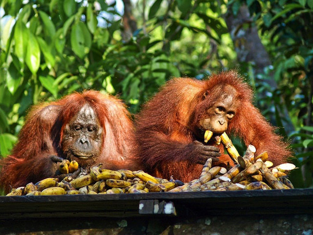 orang utan