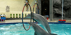 dolphin attraction