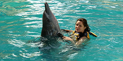 dancing time with dolphin