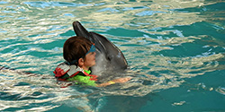 kiss dolphin