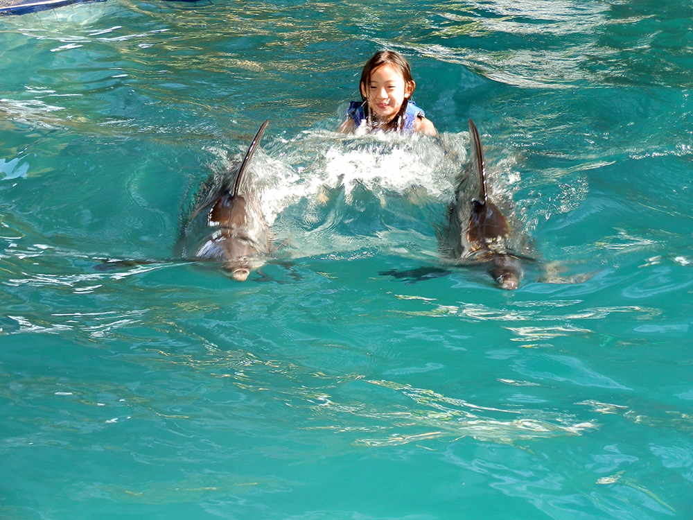 swim around with dolphin