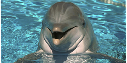 dolphin