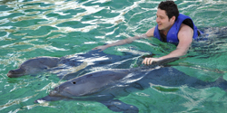 swim with dolphin