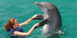 swiming dance with dolphin 