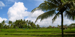 Rice Paddy Trekking -  Rice Field