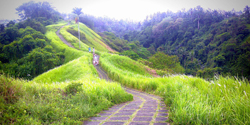 Rice Paddy Trekking -  Campuhan 