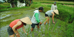 Rice Paddy Trekking -  Balinese Farmer