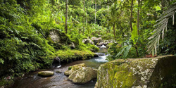 Rice Paddy Trekking -  Cross River