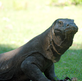 Komodo Dragon Tour by ALAM